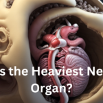 What is the Heaviest Newborn Organ?