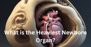 What is the Heaviest Newborn Organ?